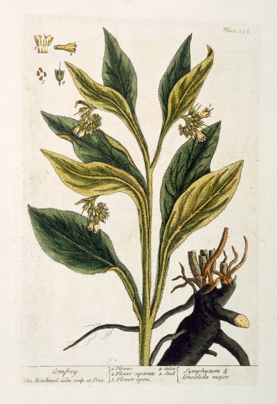 Red Chilli by Pieter Sluiter or Sluyter